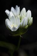 White Hyacinth, Tritelea hyachnthina